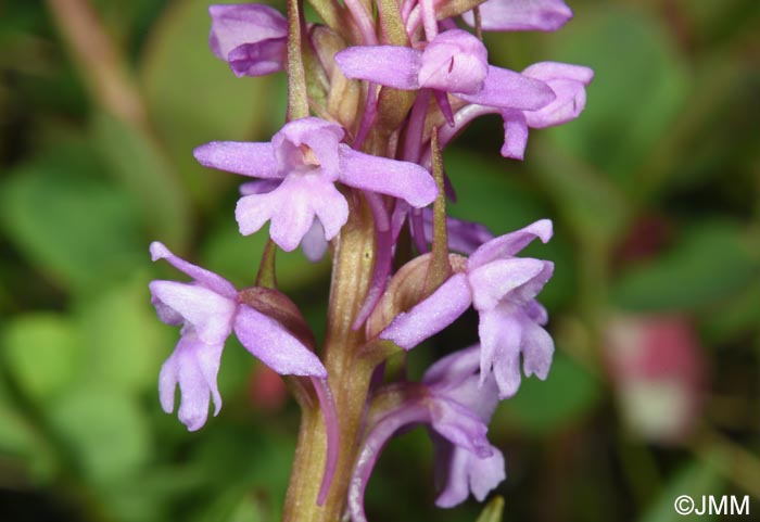 Gymnadenia borealis