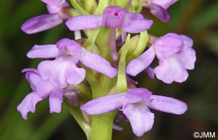 Gymnadenia borealis
