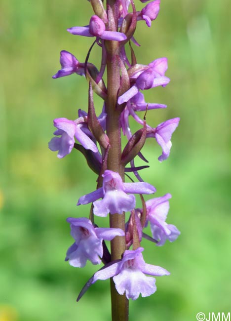 Gymnadenia borealis