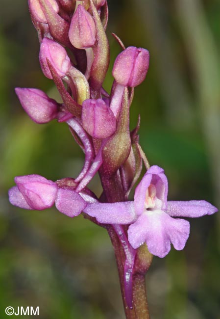 Gymnadenia borealis