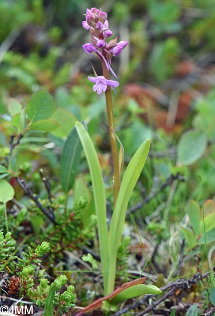 Gymnadenia borealis