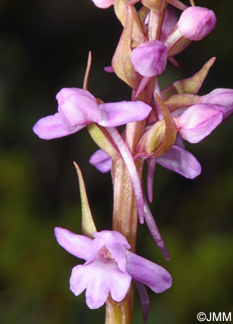 Gymnadenia borealis