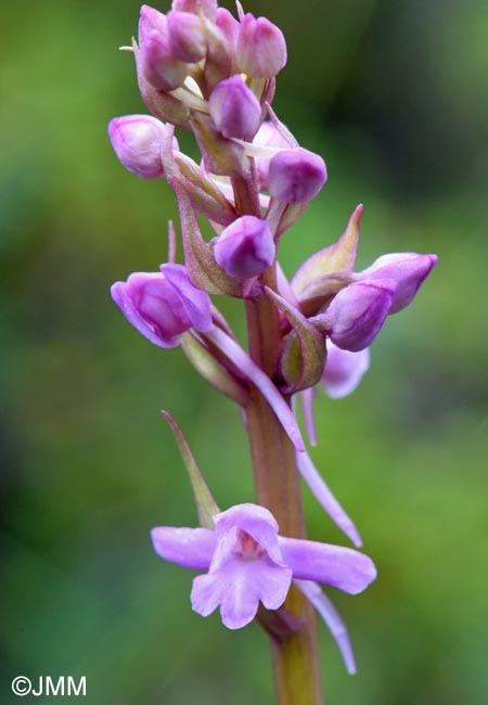 Gymnadenia borealis
