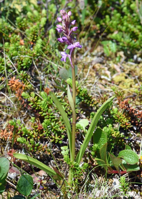 Gymnadenia borealis et Arctostaphylos alpinus