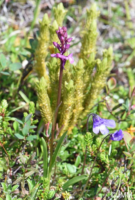 Gymnadenia borealis et Pinguicula vulgaris et Huperzia selago subsp. arctica