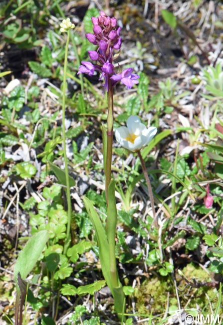 Gymnadenia borealis et Tofieldia caliculata et Dryas octopetala