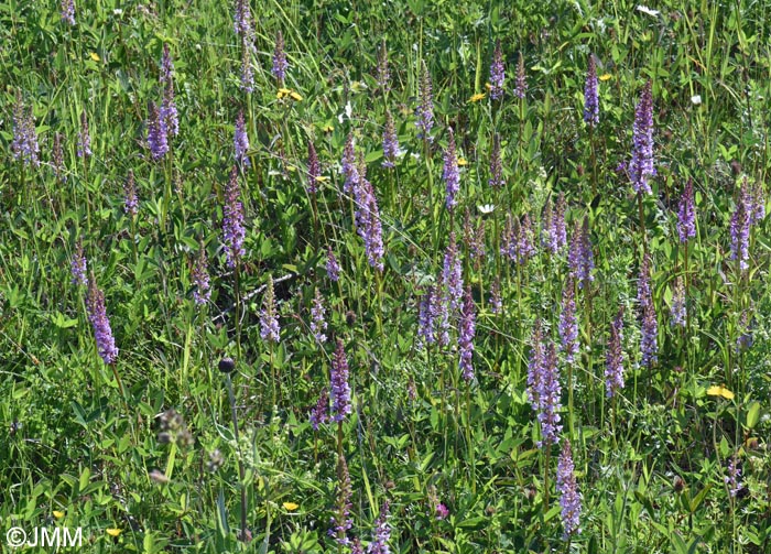 Gymnadenia conopsea