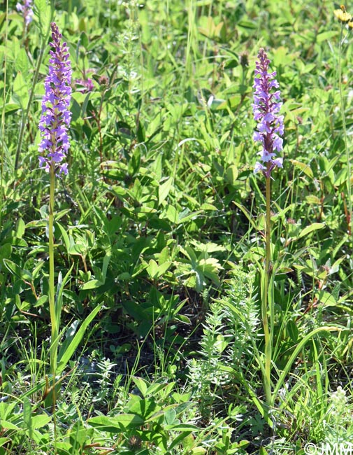 Gymnadenia conopsea