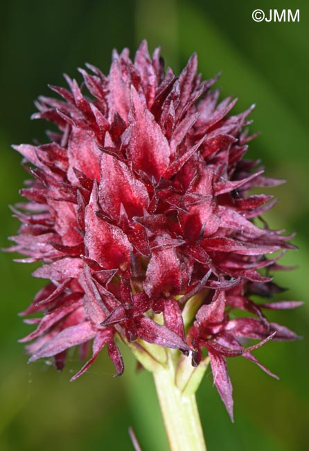 Gymnadenia nigra