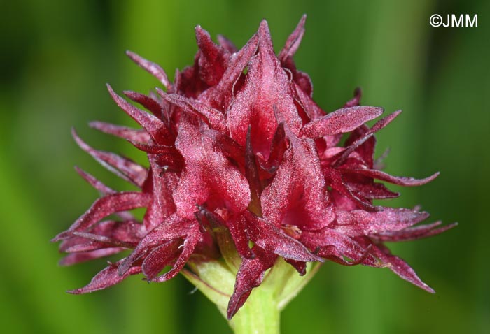 Gymnadenia nigra