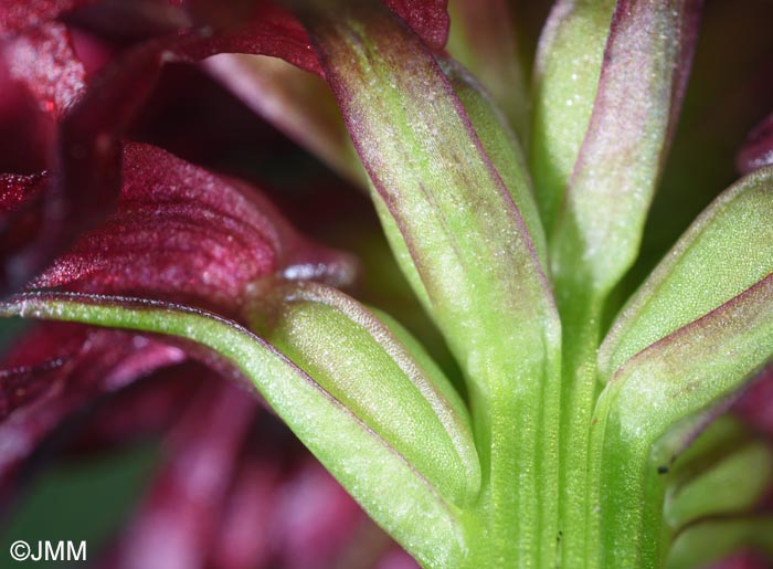 Gymnadenia nigra : bract�es