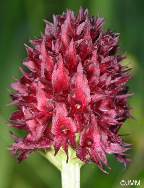 Gymnadenia nigra
