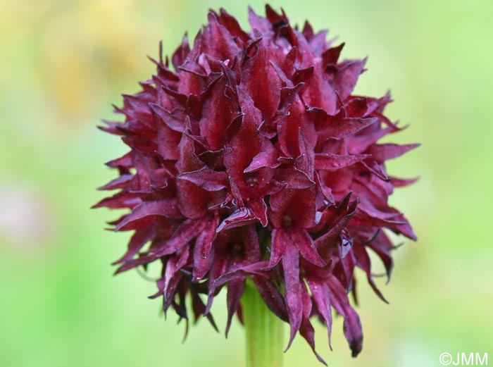 Gymnadenia nigra