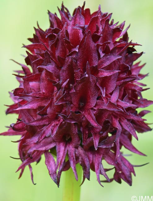 Gymnadenia nigra