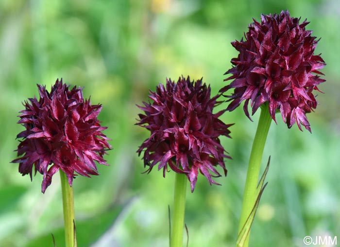 Gymnadenia nigra