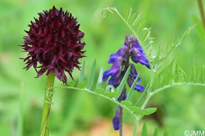 Gymnadenia nigra