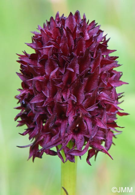 Gymnadenia nigra