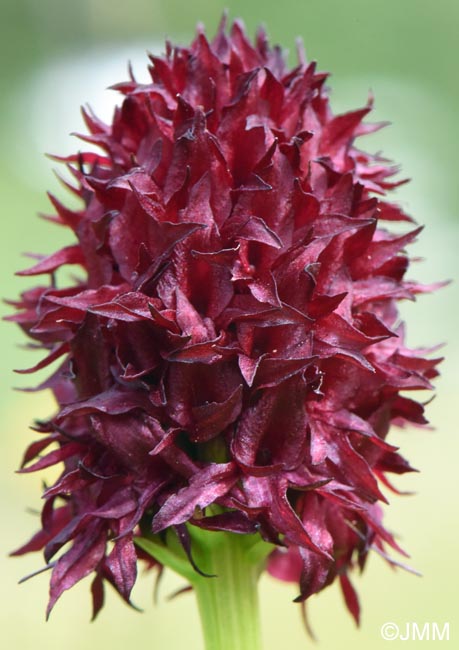 Gymnadenia nigra