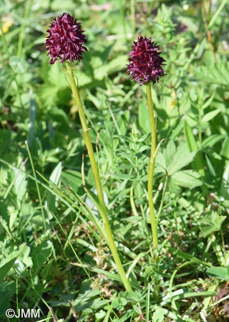 Gymnadenia nigra