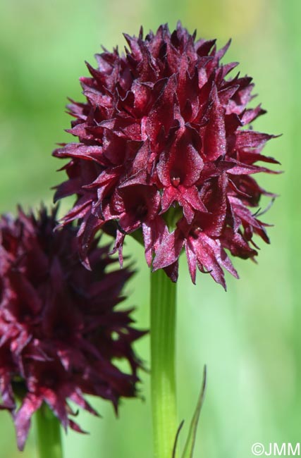 Gymnadenia nigra