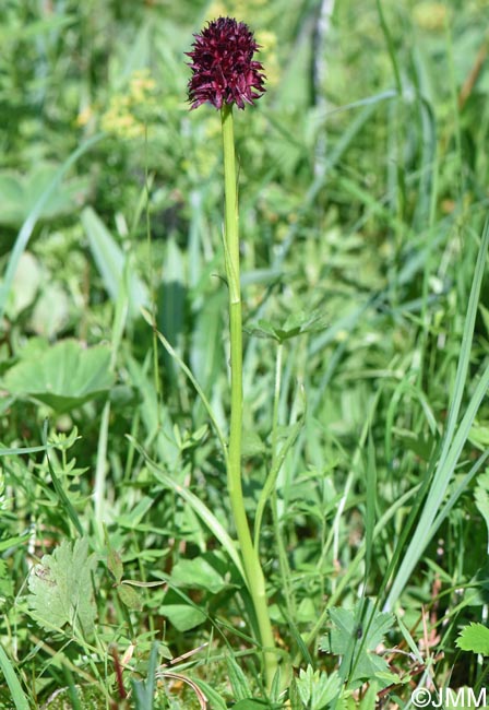 Gymnadenia nigra