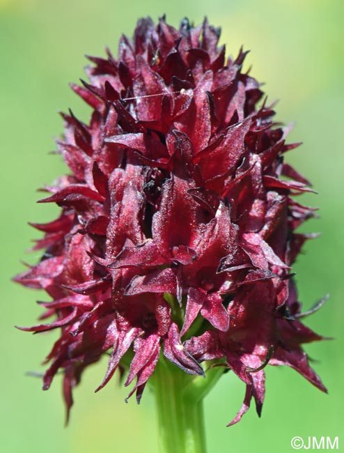 Gymnadenia nigra