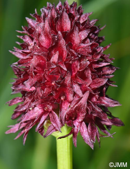 Gymnadenia nigra