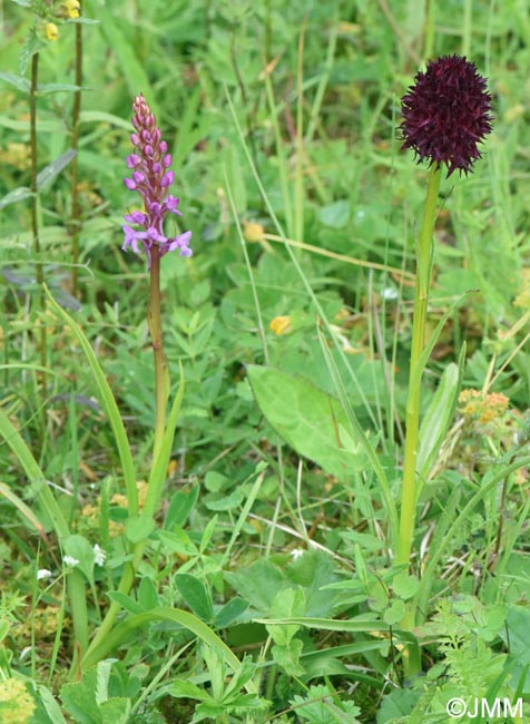 Gymnadenia nigra & Gymnadenia borealis