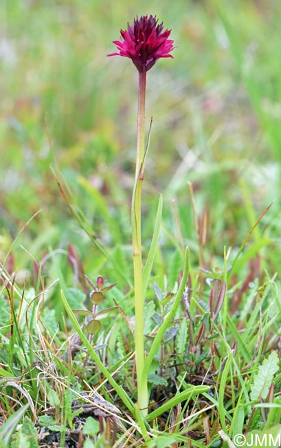 Gymnadenia runei