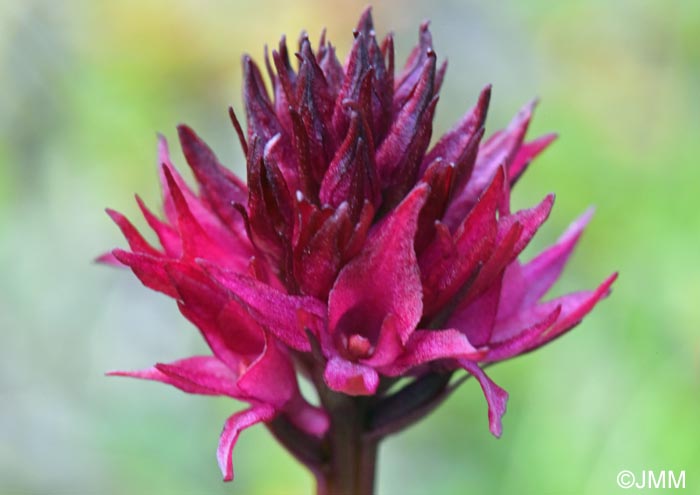 Gymnadenia runei