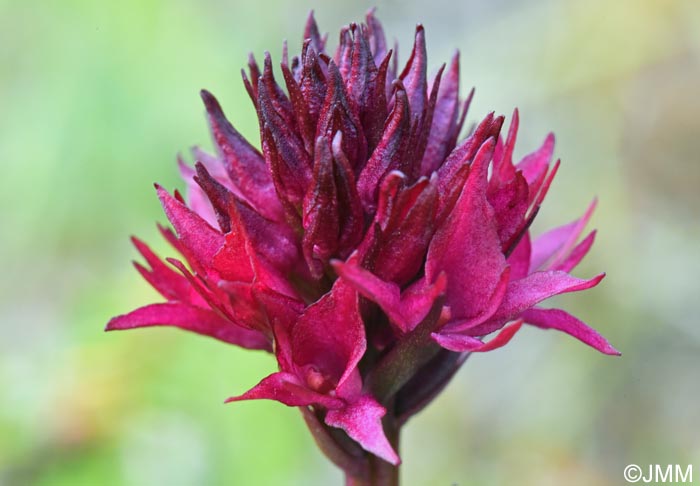 Gymnadenia runei