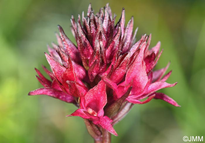 Gymnadenia runei