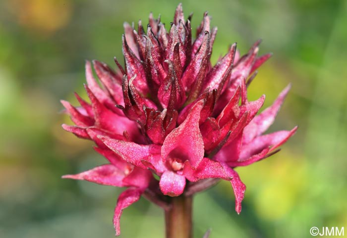 Gymnadenia runei