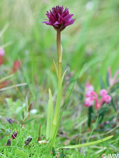 Gymnadenia runei