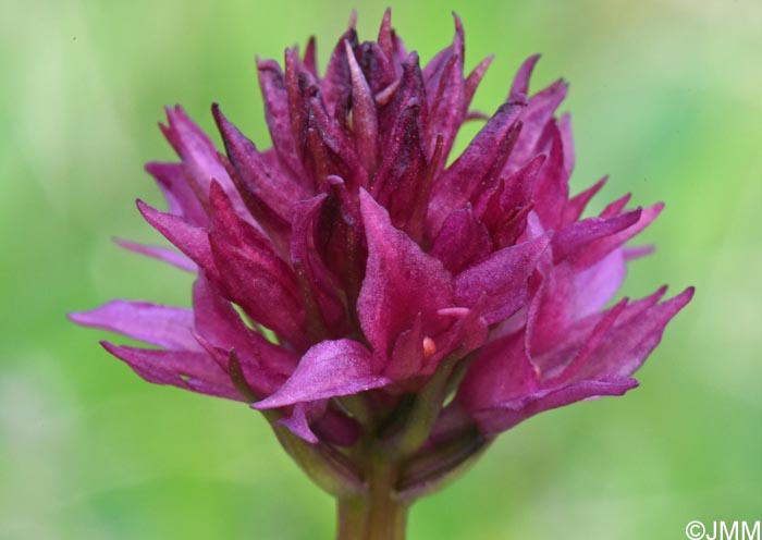 Gymnadenia runei
