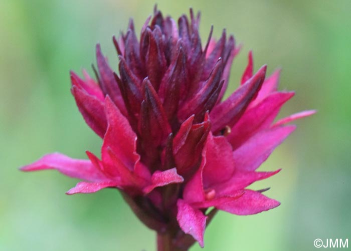 Gymnadenia runei