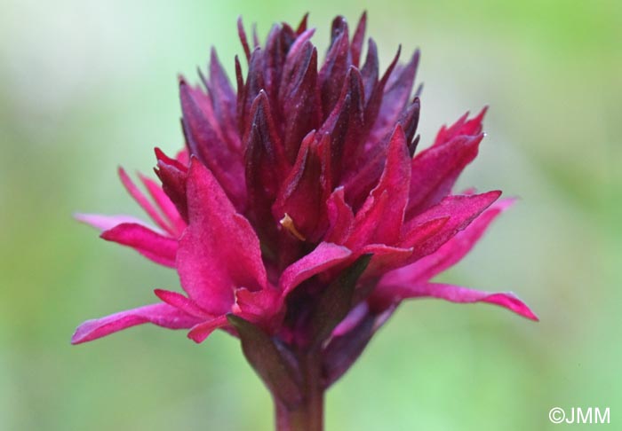 Gymnadenia runei