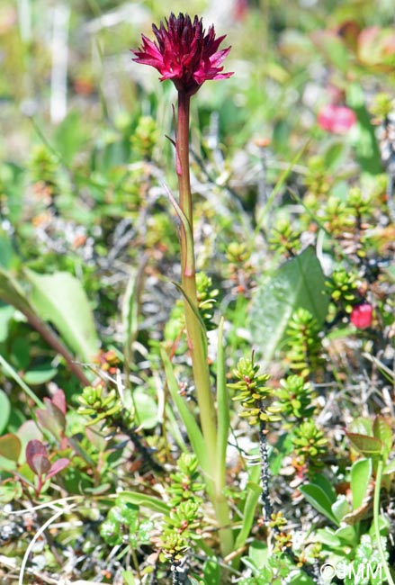 Gymnadenia runei