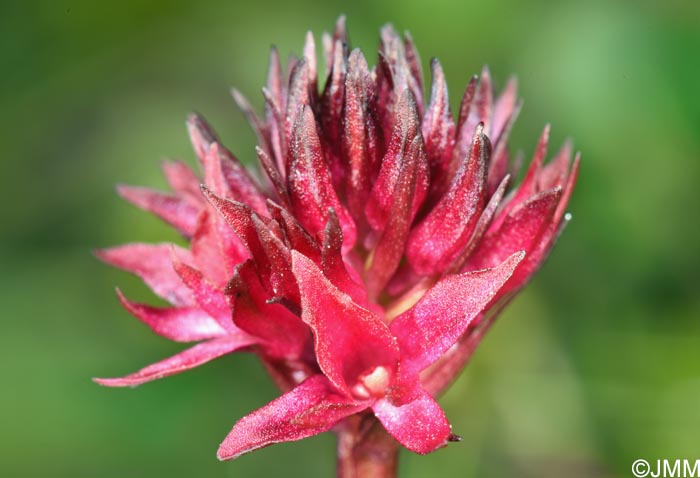 Gymnadenia runei