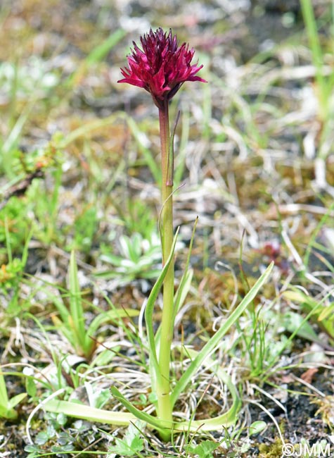 Gymnadenia runei
