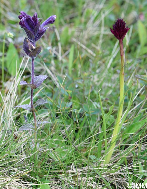 Gymnadenia runei & Bartsia alpina