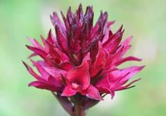Gymnadenia runei