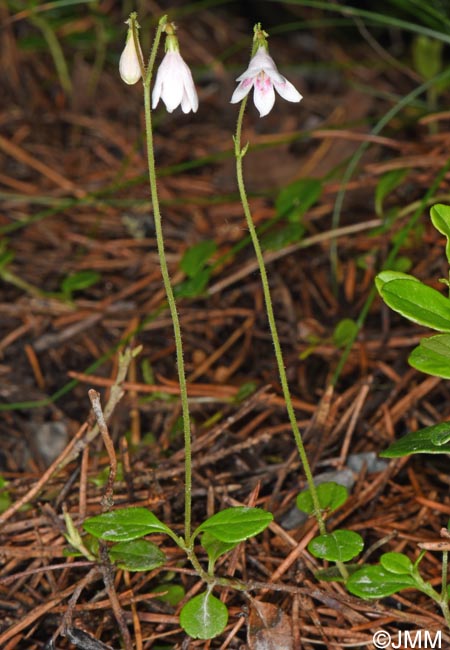 Linnaea borealis