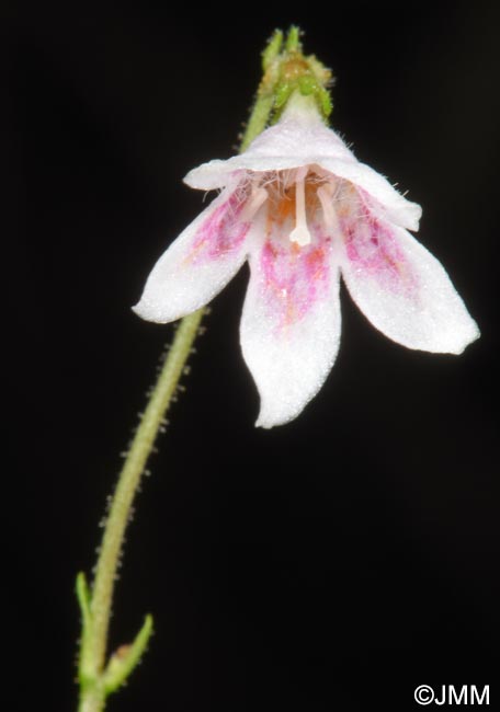 Linnaea borealis