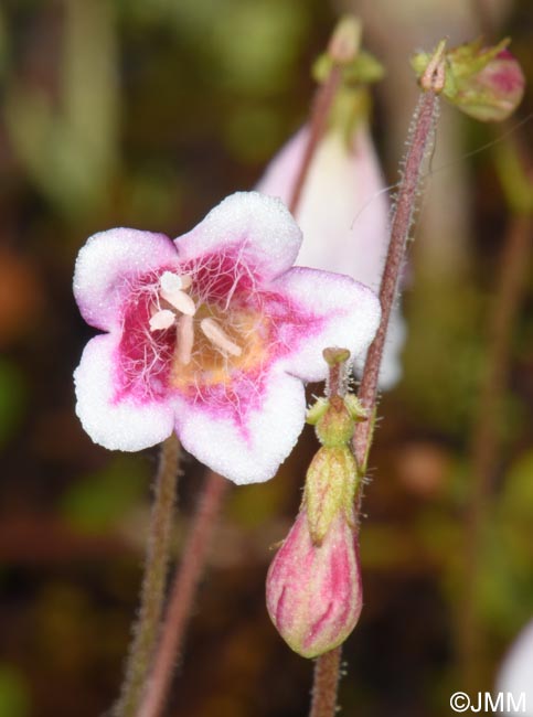 Linnaea borealis