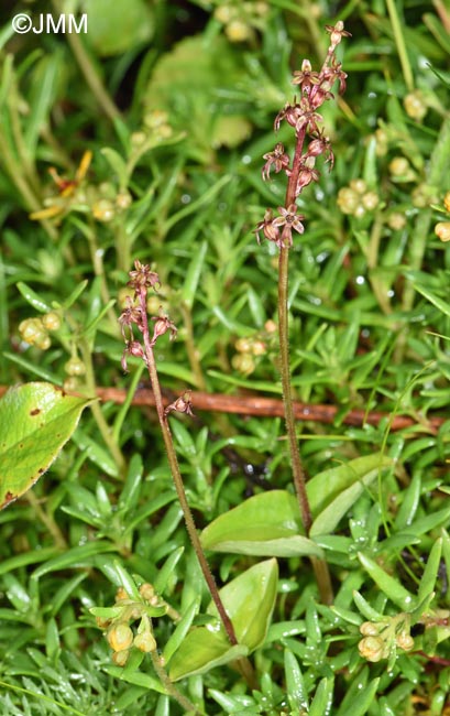 Listera cordata = Neottia cordata