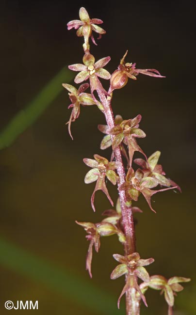Listera cordata = Neottia cordata
