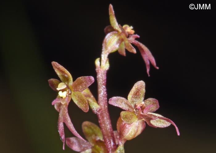 Listera cordata = Neottia cordata