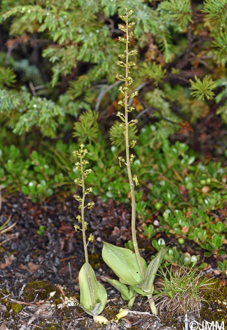 Listera ovata = Neottia ovata