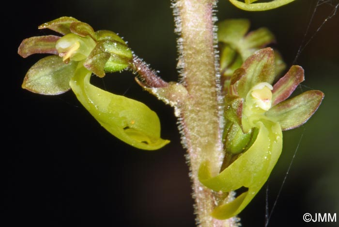 Listera ovata = Neottia ovata